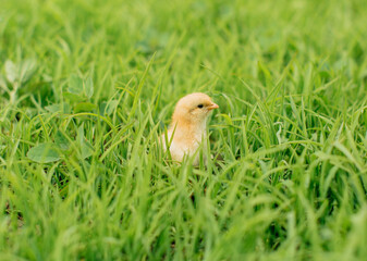 A chick hiding in the grass.