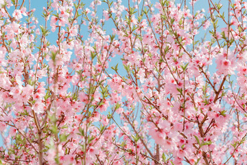 Pink peach flower on a spring day.