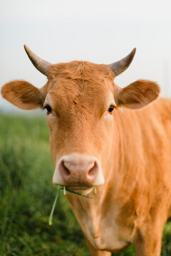 Close-up shooting of cows in grazing land.