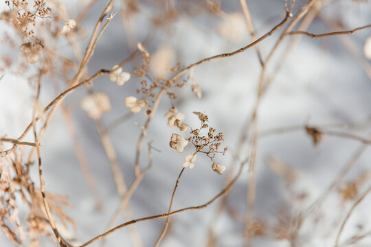 Close-up of dried hydrangea flowers.
