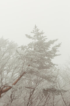 Close-up of frosty trees.
