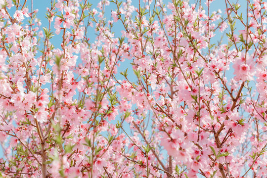 Pink peach flower on a spring day.