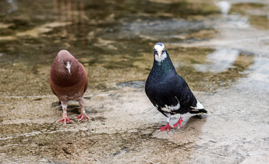 Two domestic pigeons standing on the wet rooftop after the rain close up