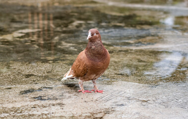 A red domestic male pigeon standing on the textured wet concrete floor close up