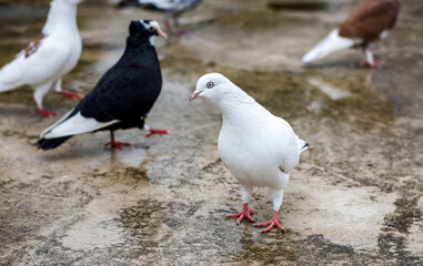 A white domestic pigeon looking curiously on the wet rooftop