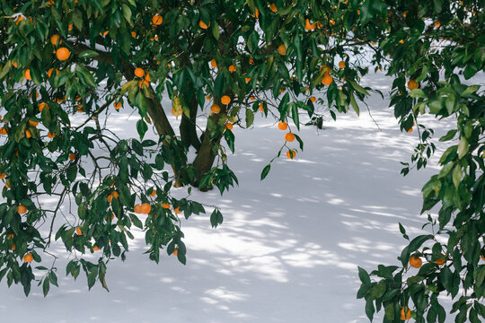 Close-up shot of the tangerine tree on a winter day.