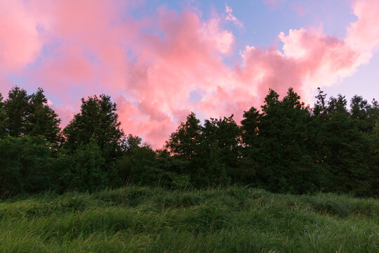 There are pink clouds behind the trees.