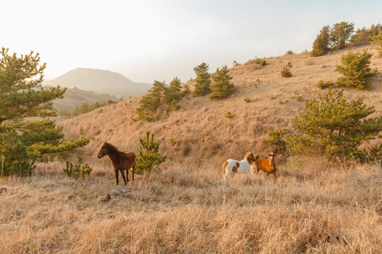 Horses run around the hill.