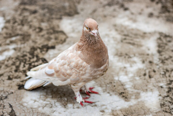 Brown color female domestic pigeon standing on the rooftop close up shot