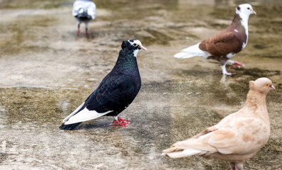 Domestic pigeons standing on the textured wet concrete floor close up