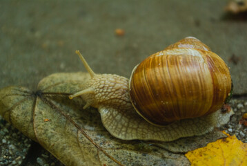 snail on a leaf