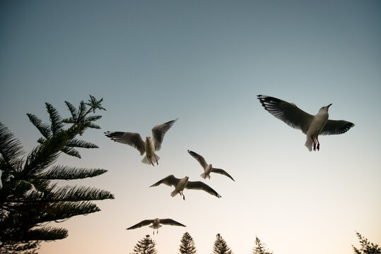 Flying seagulls looking for food