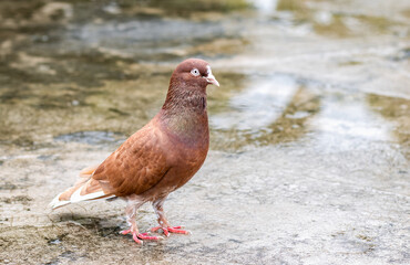 Red domestic male pigeon standing alone on the wet rooftop after the rain close up shot