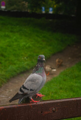 pigeon in the park