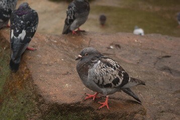 pigeon on the ground