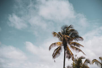 Fototapeta na wymiar Low angle view of palm trees against skylne