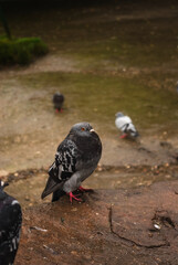 pigeon on the ground