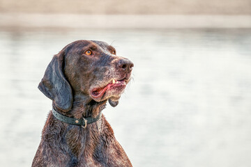 Detailed German Short haired Pointer head, GSP dog sits on the beach of a lake during a summer day. He stares into the distance, in side view, water in background