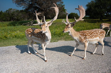 Wild spotted deer on the road