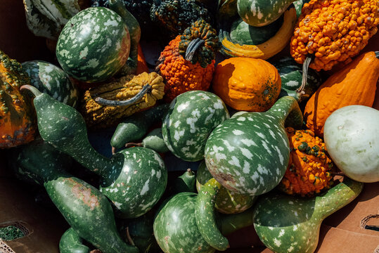 Pile of gourds and squash. 