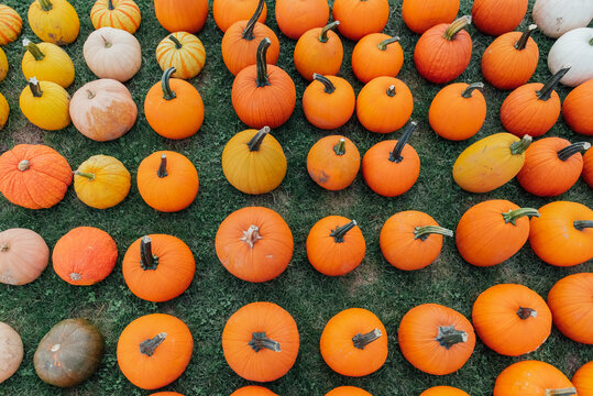 Rows of pumpkins for sale. 