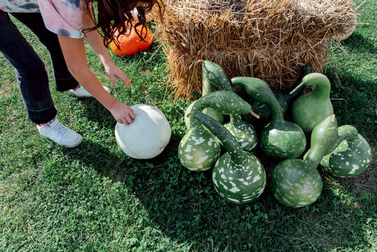 Choosing a white pumpkin. 
