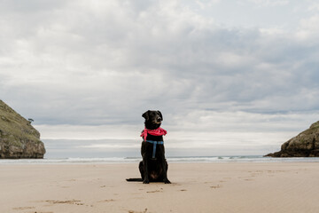 Cute dog sitting in the middle of empty wild beach