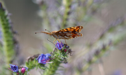 Kleiner Perlmuttfalter - Queen of Spain fritillary