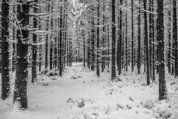 Weg in einem verschneiten Wald