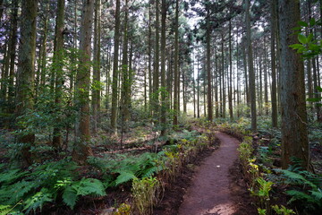 a fascinating footpath in the cedar forest