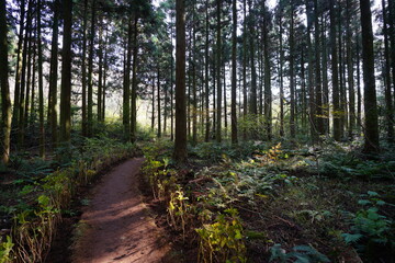 a refreshing cedar forest in the sunlight