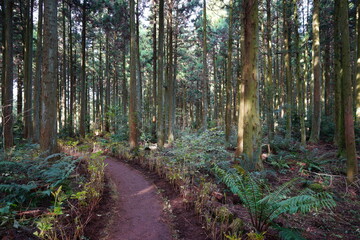 a refreshing cedar forest in the sunlight