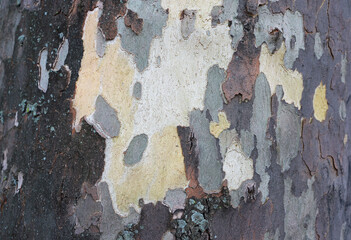 bark of maple tree