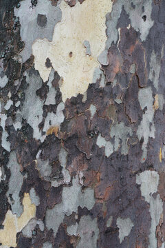 bark of maple tree