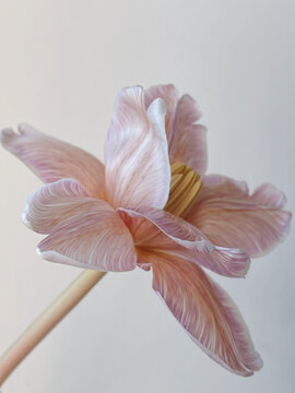 Closeup fower with pink petals