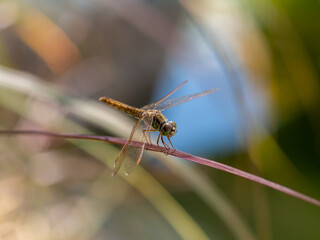 Close up is dragonflies on leaves
