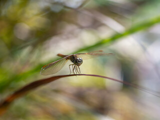 Close up is dragonflies on leaves