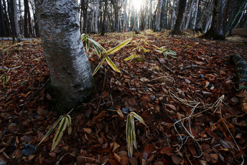 春を待つ林の風景