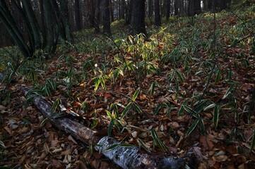 春を待つ林の風景