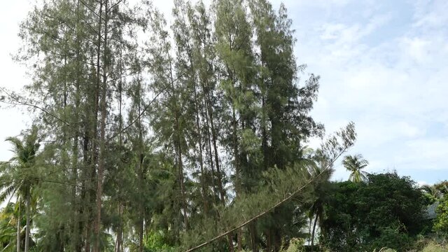 The pine is being cut and being pulled by a rope to broken and felling to the ground in the forest, Tree falls down on land in Thailand