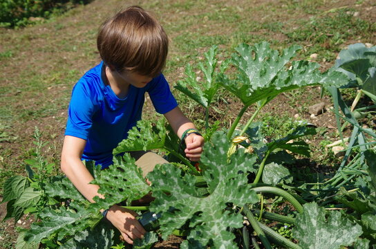jardinage - enfant ramassant des courgettes au potager