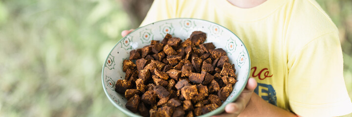 kid hands holding plate with cleaned and sliced chaga pieces. foraged chaga mushroom wild birch tree fungus it is used in alternative medicine for brewing healing tea for treatment covid-19. banner