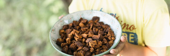 kid hands holding plate with cleaned and sliced chaga pieces. foraged chaga mushroom wild birch tree fungus it is used in alternative medicine for brewing healing tea for treatment covid-19. banner