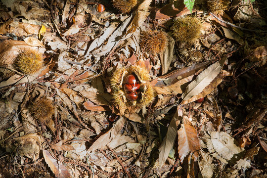 Chestnuts hedgehog texture composition