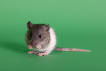 domestic rat on a green background