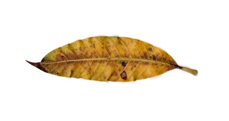 leaf isolated on white background	