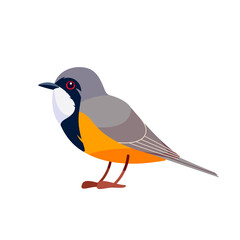 Fototapeta premium Rufous whistler is a species of whistler found in New Caledonia and Australia. Pachycephala rufiventris. Bird Cartoon, flat style character of ornithology, vector illustration isolated on white