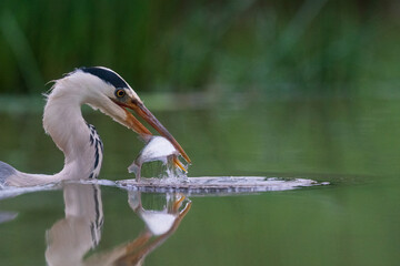 The grey heron (Ardea cinerea)