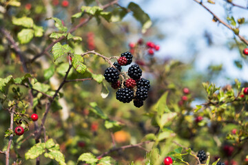 Blackberries in the countryside