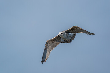 Flying Yellow-legged Gull (Larus michahellis) on a blue background